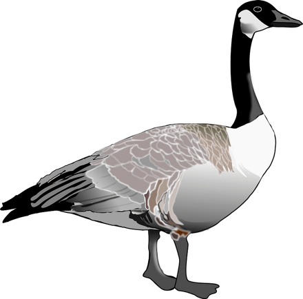 silly goose